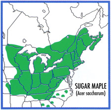 norway maple range map